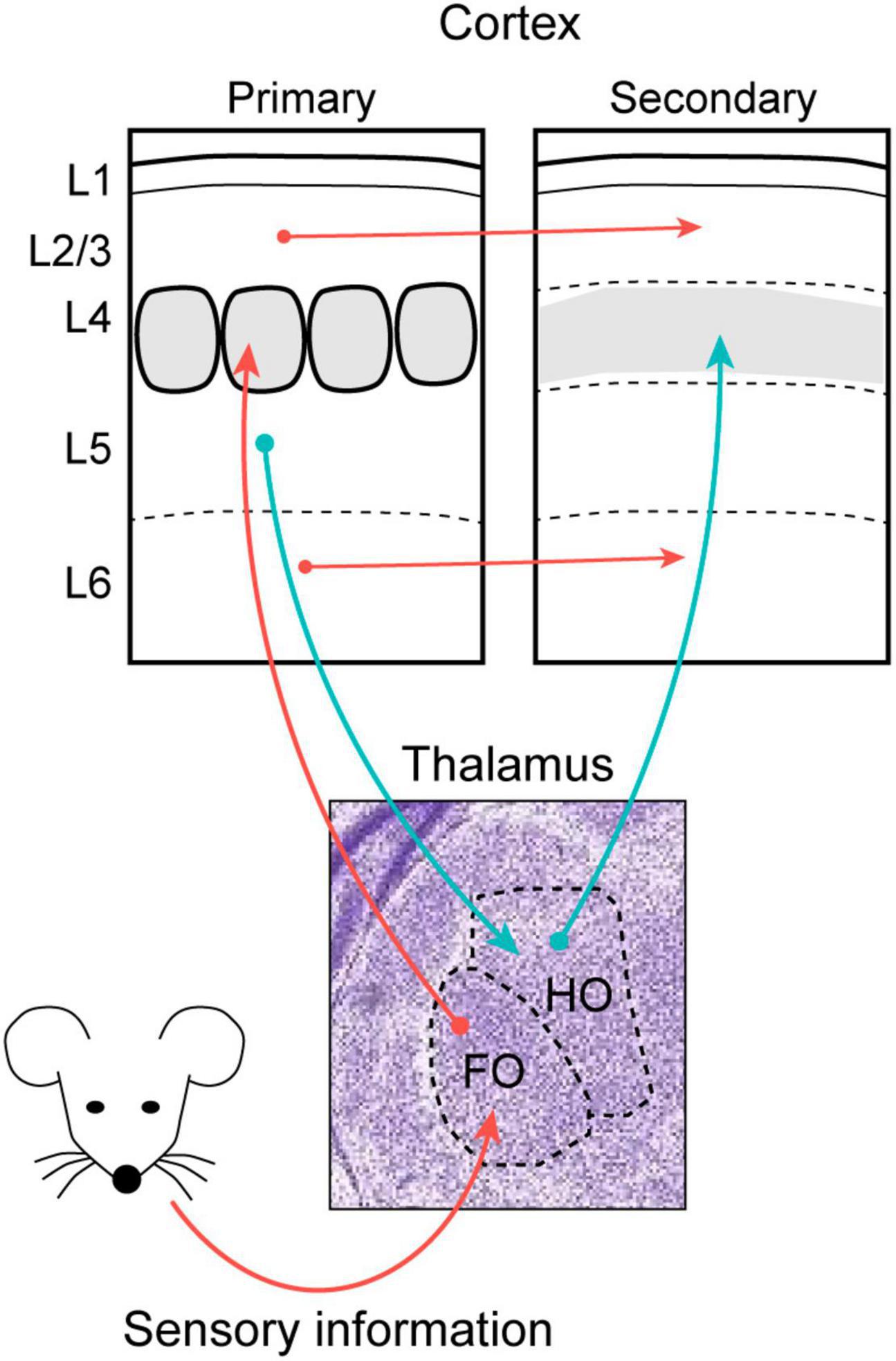 Building thalamic neuronal networks during mouse development